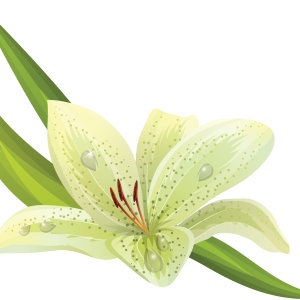 Lilium PNG