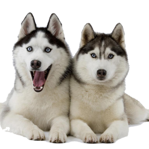 Husky PNG