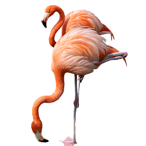 Flamingo PNG