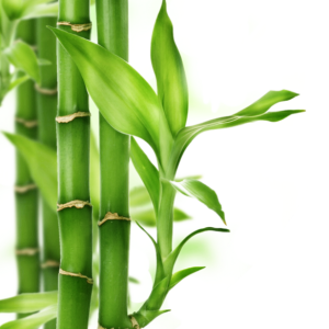 Bamboo PNG