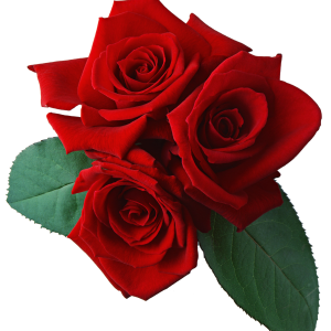 Rose PNG