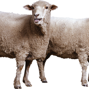 sheeps PNG image