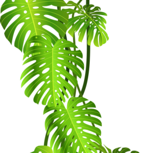 Jungle PNG