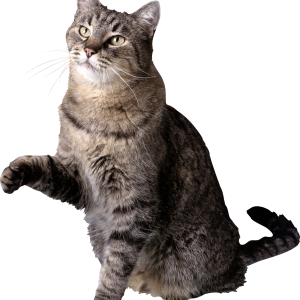 Cat PNG picture