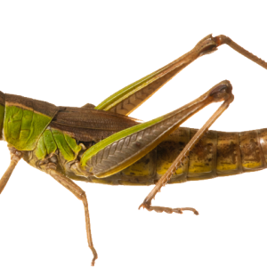 Grasshopper PNG
