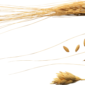 Wheat PNG