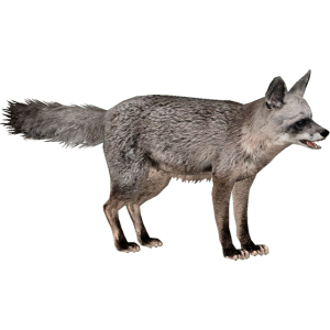 Jackal, coyote PNG