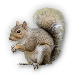 Squirrel PNG