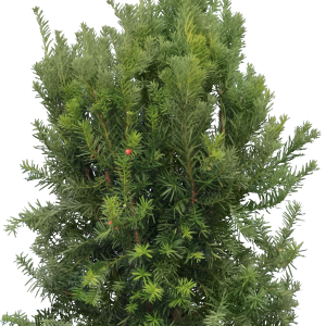 Fir-tree PNG image