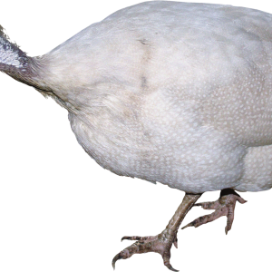 Turkey bird PNG