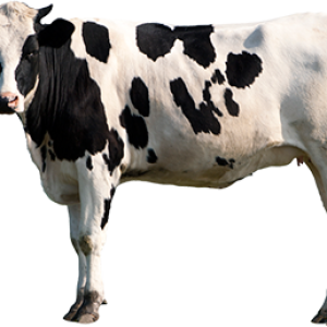 cow PNG