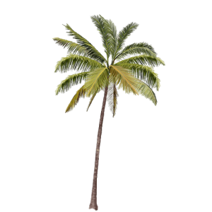 Palm tree PNG