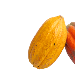 Cacao PNG