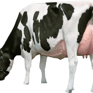 cow PNG