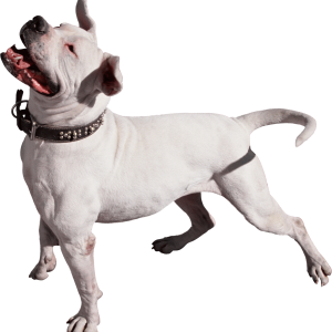Dog PNG