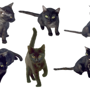 6 Cats PNG