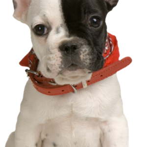 Dog PNG