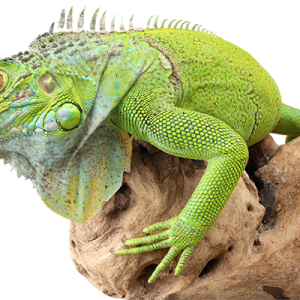 Iguana PNG