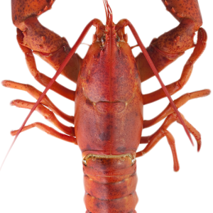 Lobster PNG