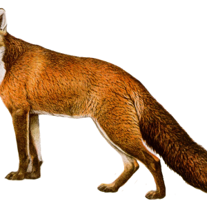 Fox PNG