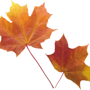 autumn PNG leaf