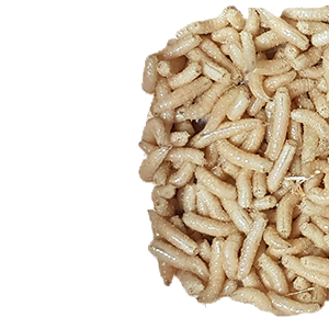 Maggots PNG