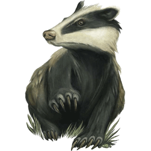 Badger PNG
