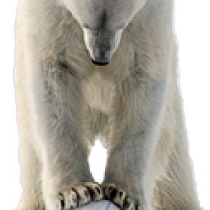 Polar white bear PNG