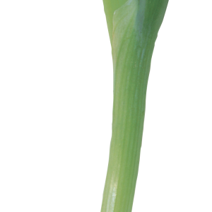 Leek PNG