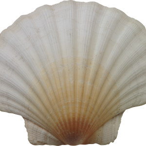Seashell PNG