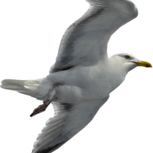 Gull PNG
