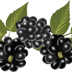 Blackberry PNG