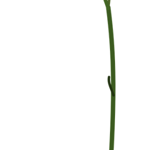 Bellflower PNG