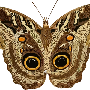Moth PNG