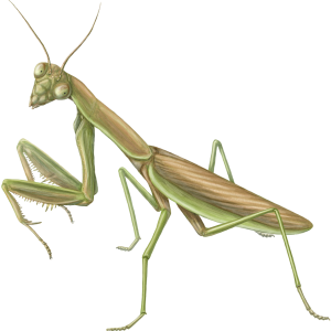 Mantis PNG
