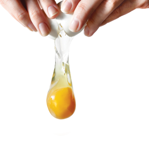 egg PNG