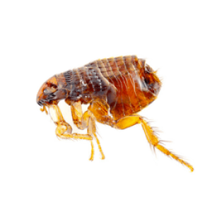 Flea PNG