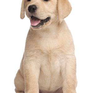 Labrador Retriever PNG