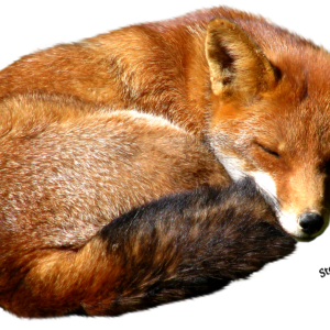 Fox PNG