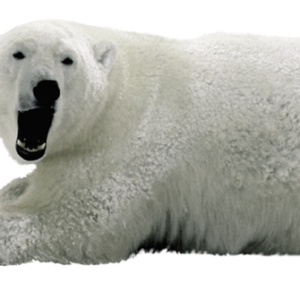 Polar white bear PNG