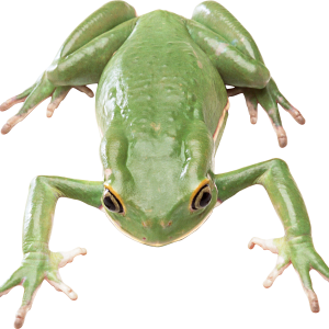 Green frog PNG