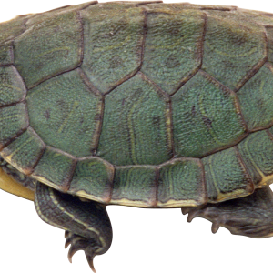 Turtle PNG