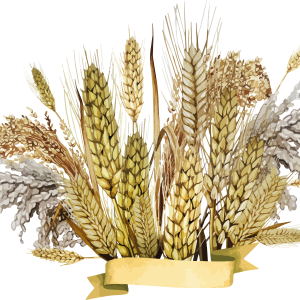 Wheat PNG