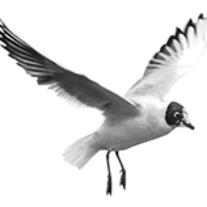 Bird PNG