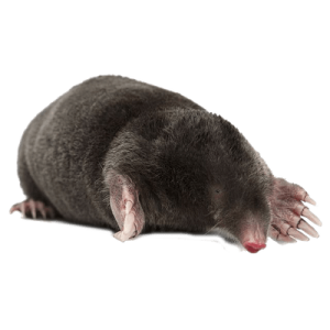 Mole PNG