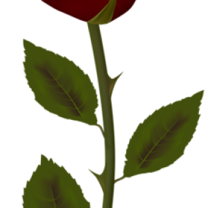 Rose PNG