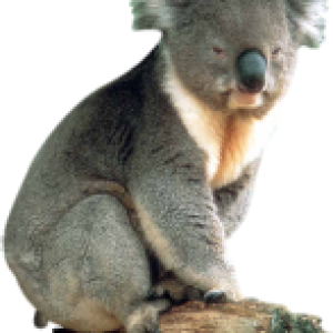 Koala PNG