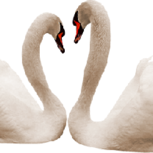 Swan PNG