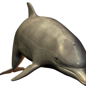 Dolphin PNG