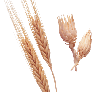 Wheat PNG